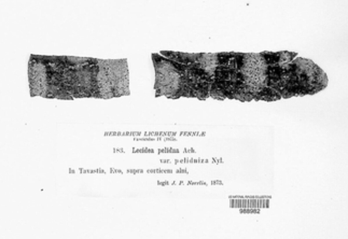 Amandinea pelidna image